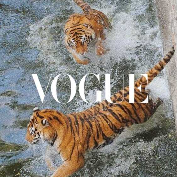 Pinterest @jesstran11