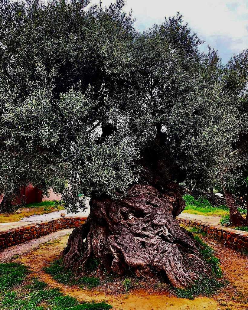 Ancient Olive Tree