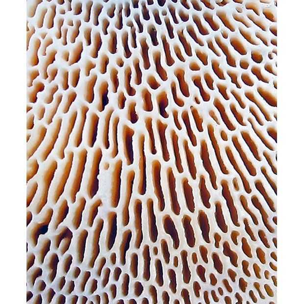 Photographs of fungi by Warren Krupsaw reveal intricate patterns