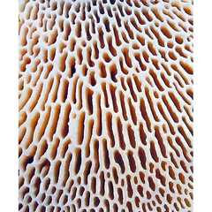 Clipping clippings/Photographs of fungi by Warren Krupsaw reveal intricate patterns.jpg